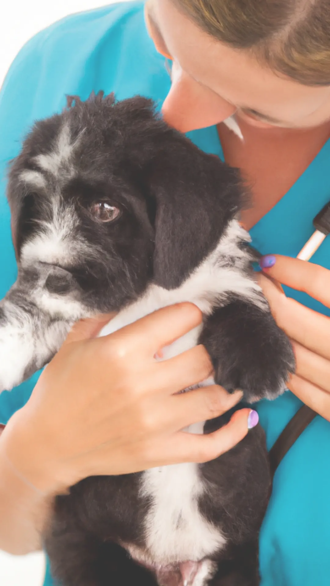Dogs with Parvo