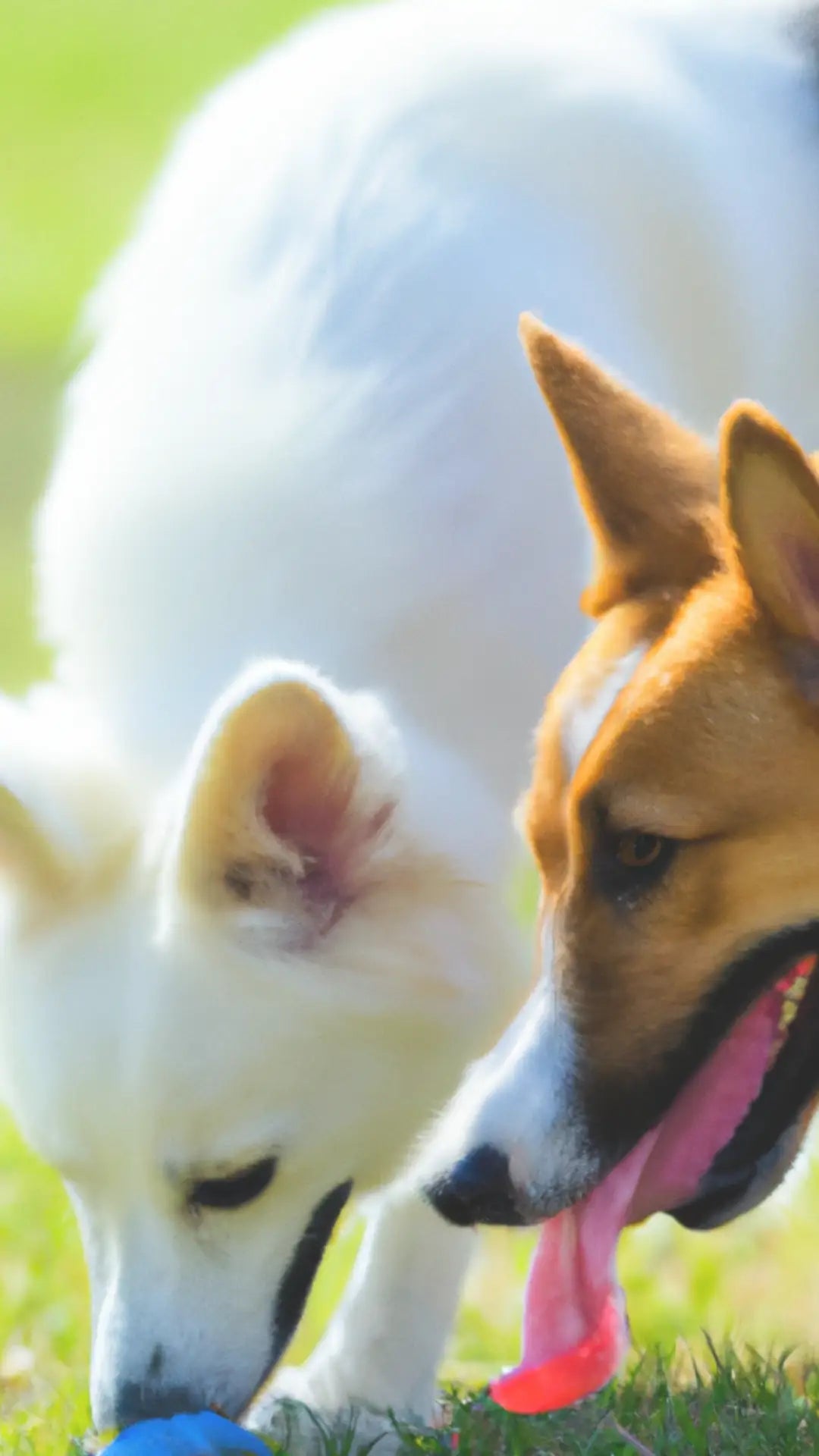 Water Intoxication with Dogs