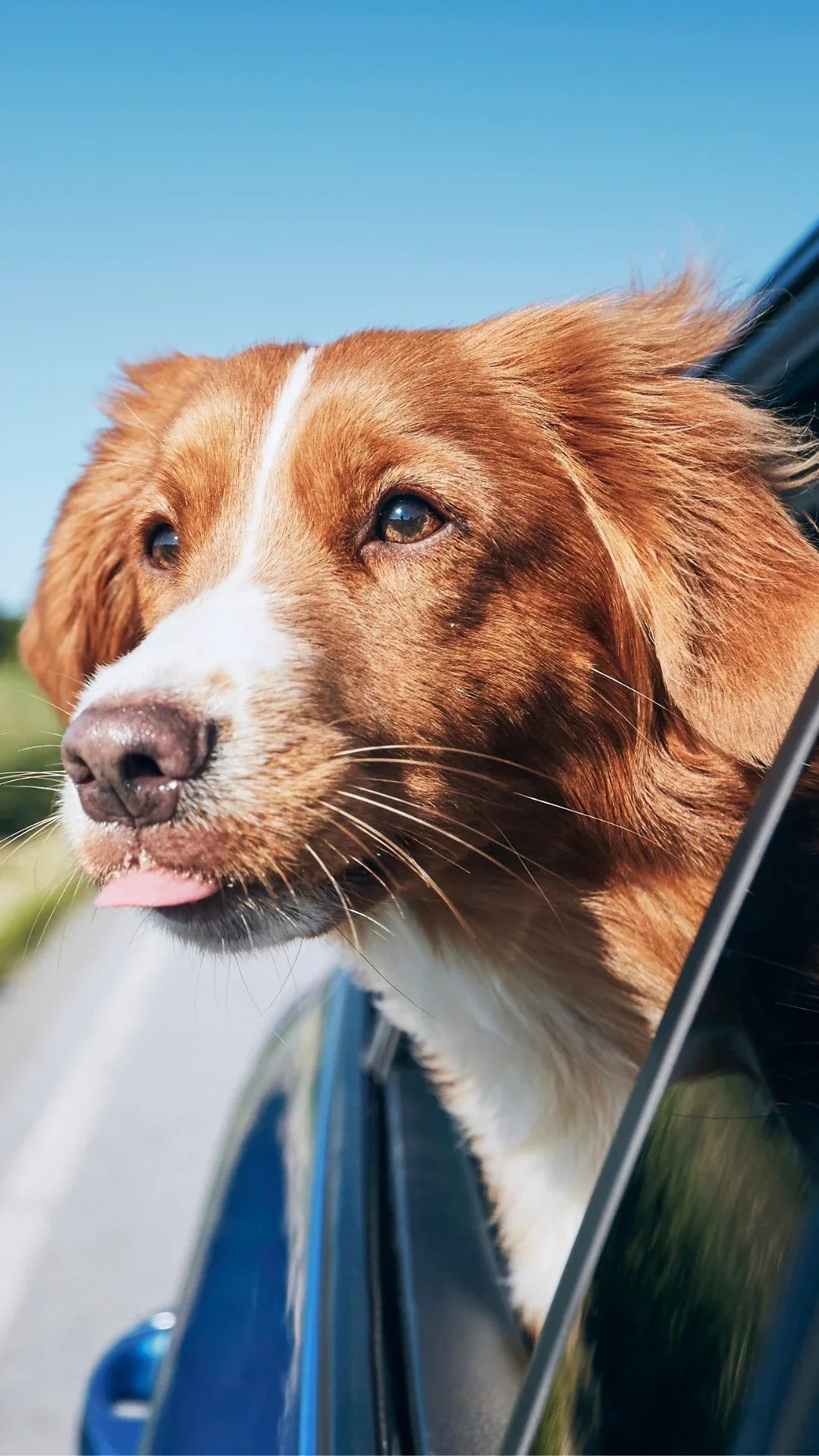 Moving to a New State with Your Pet