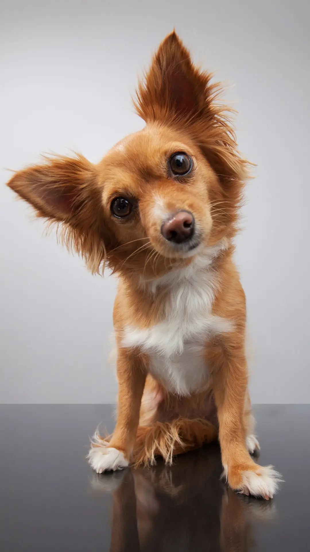 Dog Electrolytes
