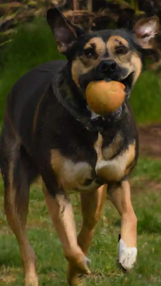 Chondroitin For Dogs