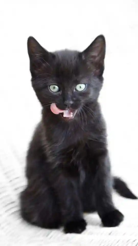 Benefits of Glucosamine for Cats