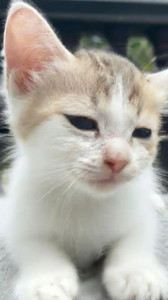Lysine For Cats: Benefits of L-Lysine HCL