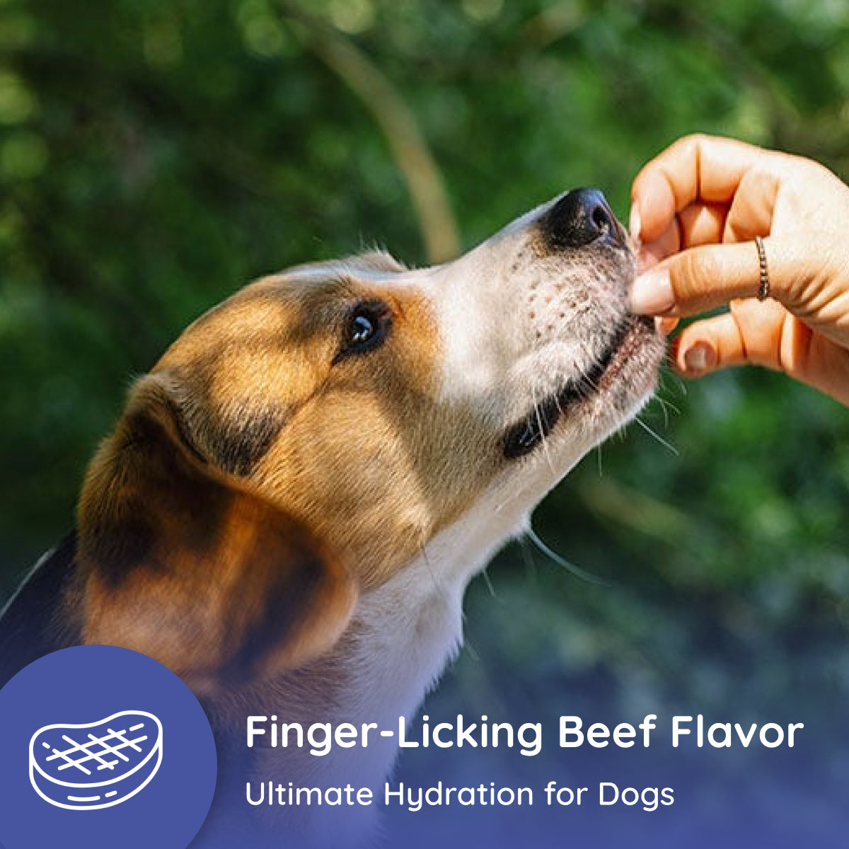 Dog Electrolyte and Joint Supplement