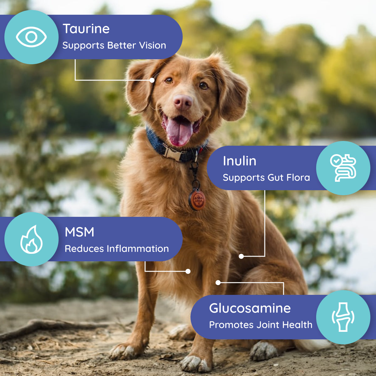 Dog Electrolyte and Joint Supplement