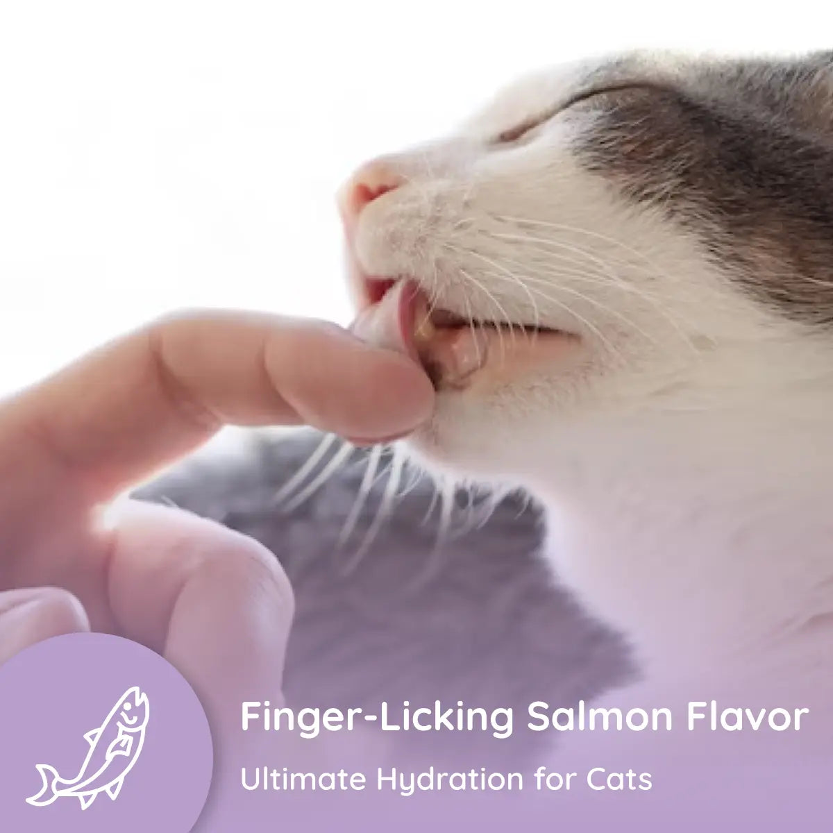 Cat Electrolyte and Joint Supplement