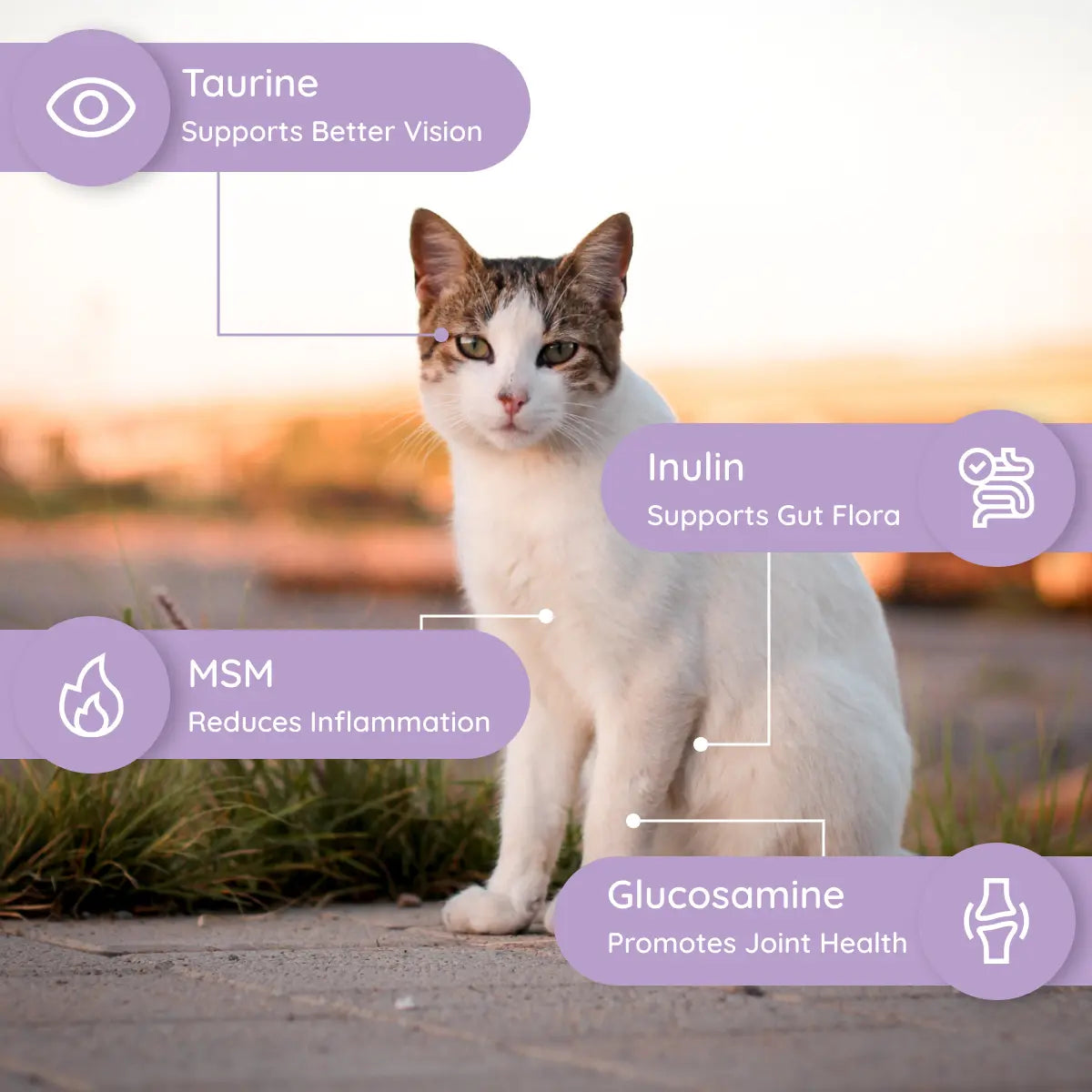 Cat Electrolyte and Joint Supplement