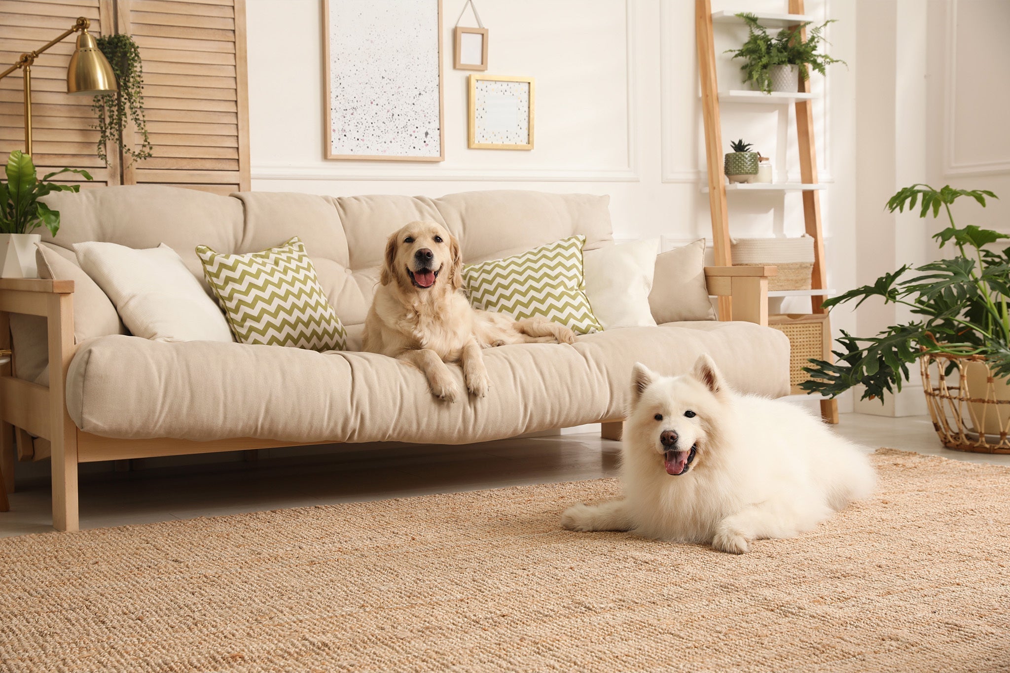 Design a Stylish Dog-Friendly Home That Lasts and Feels Just Right